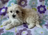 Lulu , a female Maltese and Poodle - Toy  for sale in Mesa, AZ – 7 of 10