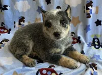 Buster , a male Australian Cattle Dog for sale in Mesa, AZ – 6 of 9