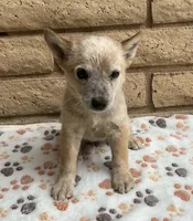 Red, a male Australian Cattle Dog for sale in Mesa, AZ – 1 of 8