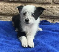 Max, a male Australian Cattle Dog and Border Collie for sale in Mesa, AZ – 8 of 10