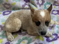 Blaze , a female Australian Cattle Dog for sale in Mesa, AZ – 3 of 9