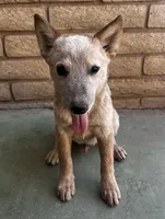 Sam , a male Australian Cattle Dog for sale in Mesa, AZ – 2 of 9