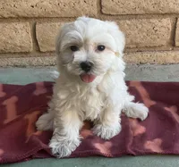 Gizmo , a male Maltese and Poodle - Toy  for sale in Mesa, AZ – 3 of 10