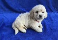 Leo, a male Poodle - Toy  for sale in Mesa, AZ – Photo 3 of 7