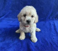 Leo, a male Poodle - Toy  for sale in Mesa, AZ – Photo 2 of 7