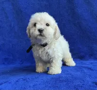 Leo, a male Poodle - Toy  for sale in Mesa, AZ – Photo 7 of 7