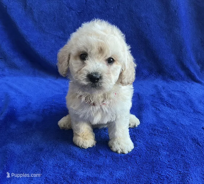 Leo – Poodle - Toy  puppy for sale in Mesa, AZ