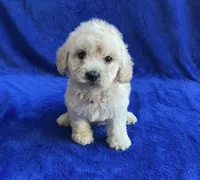 Leo, a male Poodle - Toy  for sale in Mesa, AZ – Photo 1 of 7