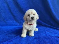 Leo, a male Poodle - Toy  for sale in Mesa, AZ – Photo 6 of 7