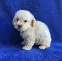 Leo, a male Poodle - Toy  for sale in Mesa, AZ – Photo 5 of 7