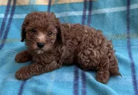 Ruby , a female Poodle - Toy  for sale in Mesa, AZ – 2 of 8