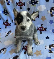 Sky , a female Australian Cattle Dog for sale in Mesa, AZ – 1 of 10