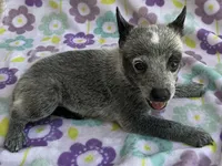 River, a female Australian Cattle Dog for sale in Mesa, AZ – 9 of 10