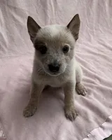 Sienna , a female Australian Cattle Dog for sale in Mesa, AZ – Photo 3 of 7