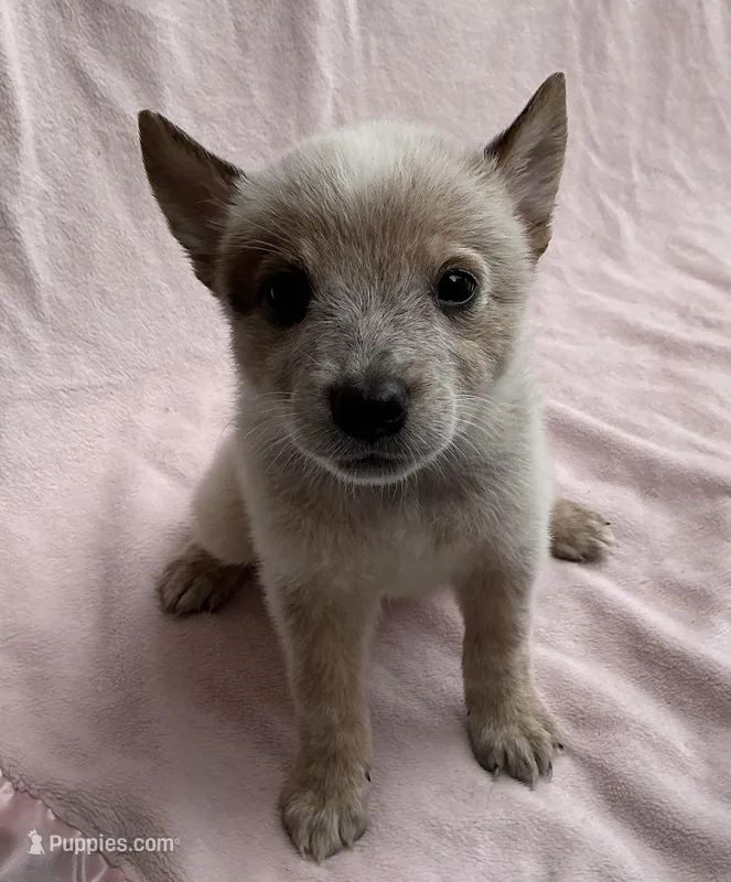 Sienna  – Australian Cattle Dog puppy for sale in Mesa, AZ