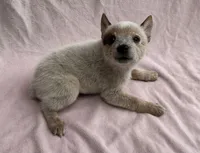 Sienna , a female Australian Cattle Dog for sale in Mesa, AZ – Photo 7 of 7
