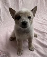 Sienna , a female Australian Cattle Dog for sale in Mesa, AZ – Photo 2 of 7