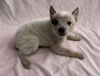 Sienna , a female Australian Cattle Dog for sale in Mesa, AZ – Photo 5 of 7