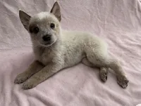 Sienna , a female Australian Cattle Dog for sale in Mesa, AZ – Photo 4 of 7