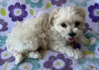 Lulu , a female Maltese and Poodle - Toy  for sale in Mesa, AZ – 5 of 10