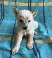 Penny, a female Australian Cattle Dog for sale in Mesa, AZ – Photo 2 of 7