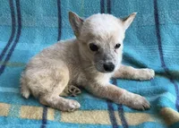 Penny, a female Australian Cattle Dog for sale in Mesa, AZ – Photo 4 of 7