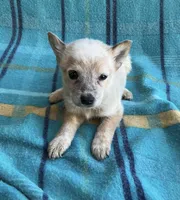 Penny, a female Australian Cattle Dog for sale in Mesa, AZ – Photo 3 of 7