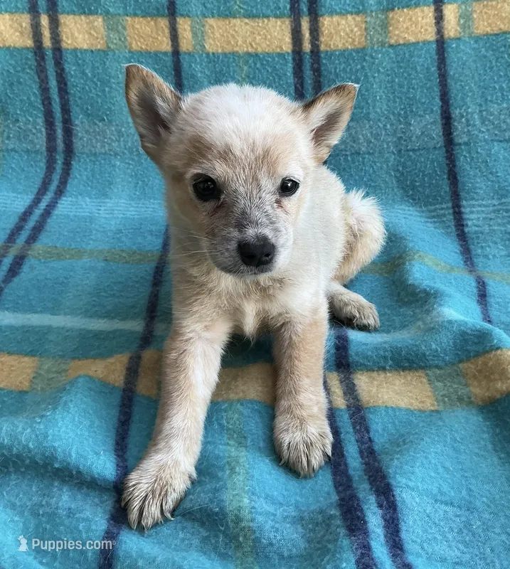 Penny – Australian Cattle Dog puppy for sale in Mesa, AZ