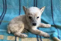 Penny, a female Australian Cattle Dog for sale in Mesa, AZ – Photo 6 of 7