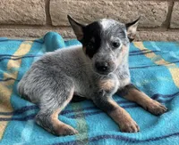 Ranger , a male Australian Cattle Dog for sale in Mesa, AZ – 4 of 9