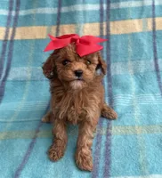 Hershey , a female Poodle - Toy  for sale in Mesa, AZ – Photo 1 of 10