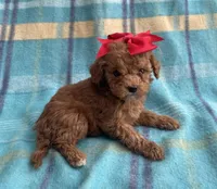 Hershey , a female Poodle - Toy  for sale in Mesa, AZ – Photo 6 of 10