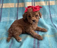 Hershey , a female Poodle - Toy  for sale in Mesa, AZ – Photo 2 of 10
