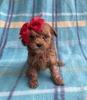 Hershey , a female Poodle - Toy  for sale in Mesa, AZ – Photo 8 of 10