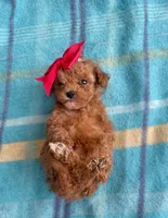 Hershey , a female Poodle - Toy  for sale in Mesa, AZ – Photo 9 of 10