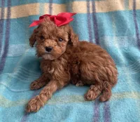 Hershey , a female Poodle - Toy  for sale in Mesa, AZ – Photo 3 of 10