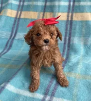 Hershey , a female Poodle - Toy  for sale in Mesa, AZ – Photo 4 of 10