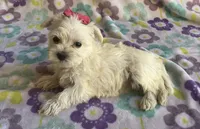 Pearl , a female Miniature Schnauzer and Maltese for sale in Mesa, AZ – 6 of 7
