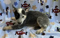Sky , a female Australian Cattle Dog for sale in Mesa, AZ – 7 of 10