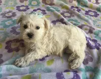 Sophie , a female Miniature Schnauzer and Maltese for sale in Mesa, AZ – 9 of 9