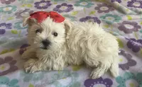 Gracie , a female Miniature Schnauzer and Maltese for sale in Mesa, AZ – 8 of 10