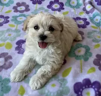 Lulu , a female Maltese and Poodle - Toy  for sale in Mesa, AZ – 10 of 10