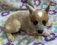 Blaze , a female Australian Cattle Dog for sale in Mesa, AZ – 9 of 9