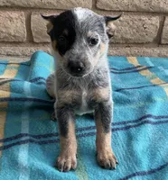 Ranger , a male Australian Cattle Dog for sale in Mesa, AZ – 5 of 9