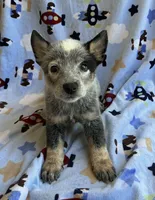 Blue , a male Australian Cattle Dog for sale in Mesa, AZ – 2 of 8