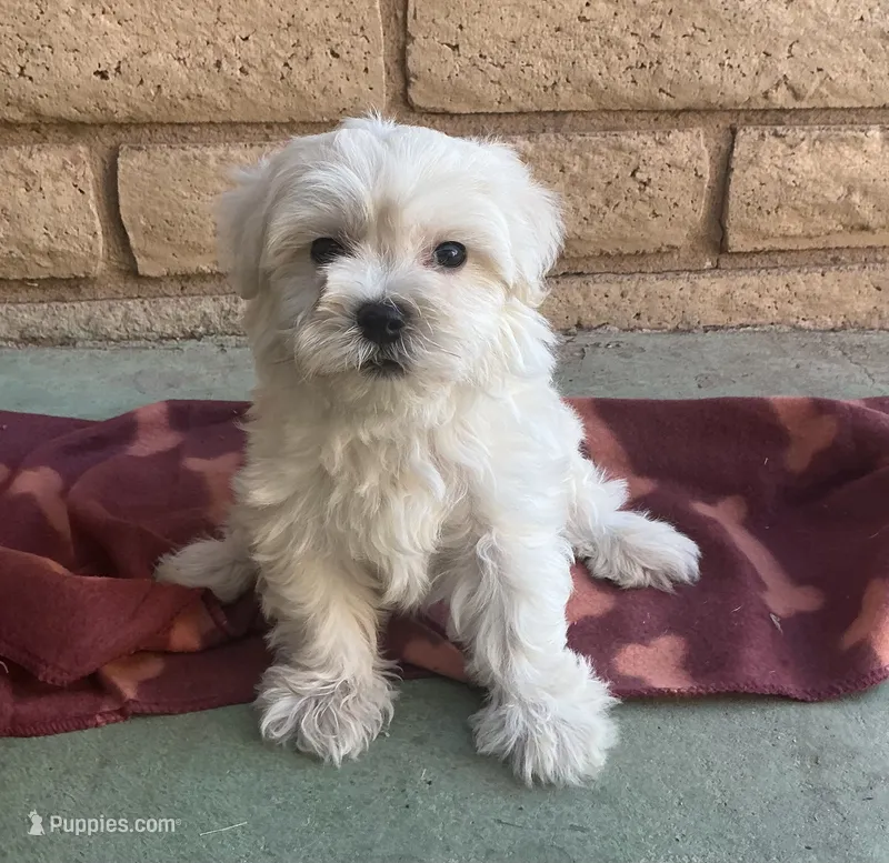 Gizmo  – Maltese, Poodle - Toy  puppy for sale in Mesa, AZ