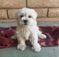 Gizmo , a male Maltese and Poodle - Toy  for sale in Mesa, AZ – 1 of 10