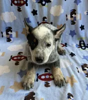 Bandit  , a male Australian Cattle Dog for sale in Mesa, AZ – 6 of 7