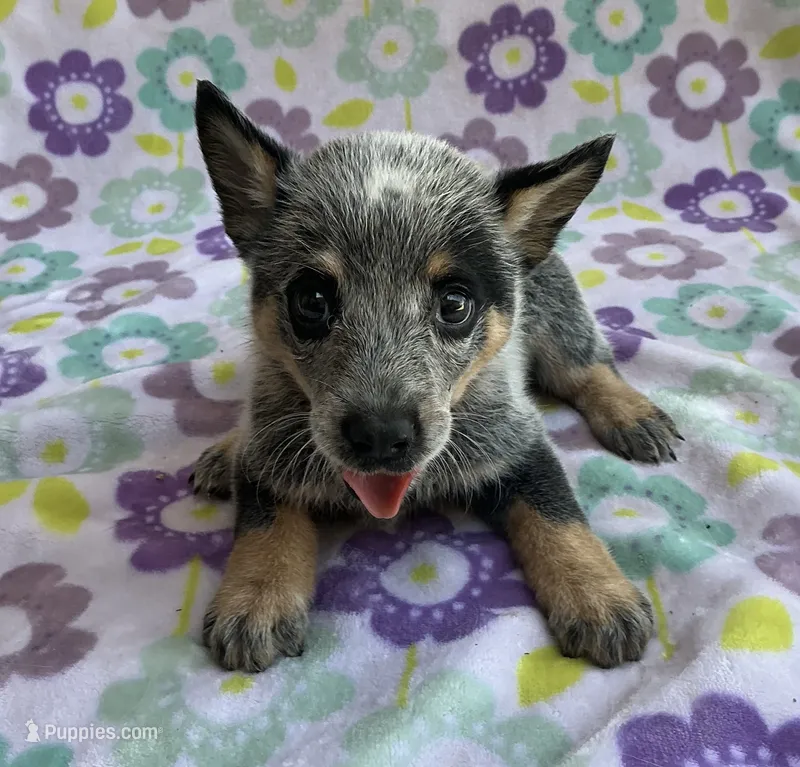 Bluey – Australian Cattle Dog puppy for sale in Mesa, AZ