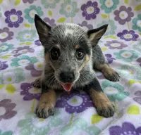 Bluey, a female Australian Cattle Dog for sale in Mesa, AZ – 1 of 10
